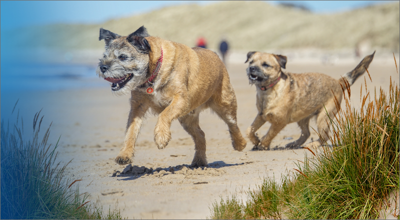 Two dogs running along the end of a beach