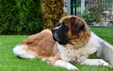 St Bernard