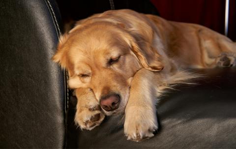 Sleeping Golden Retriever 