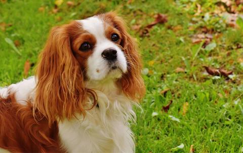 King Charles Spaniel