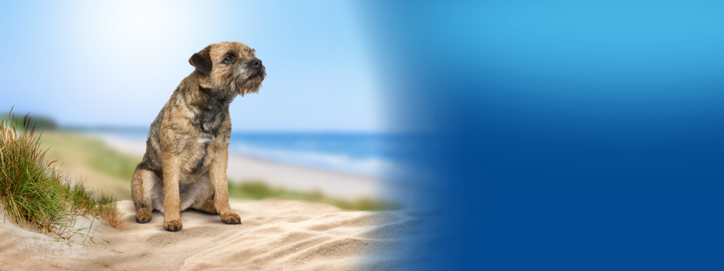 Dog sitting alone at the beach