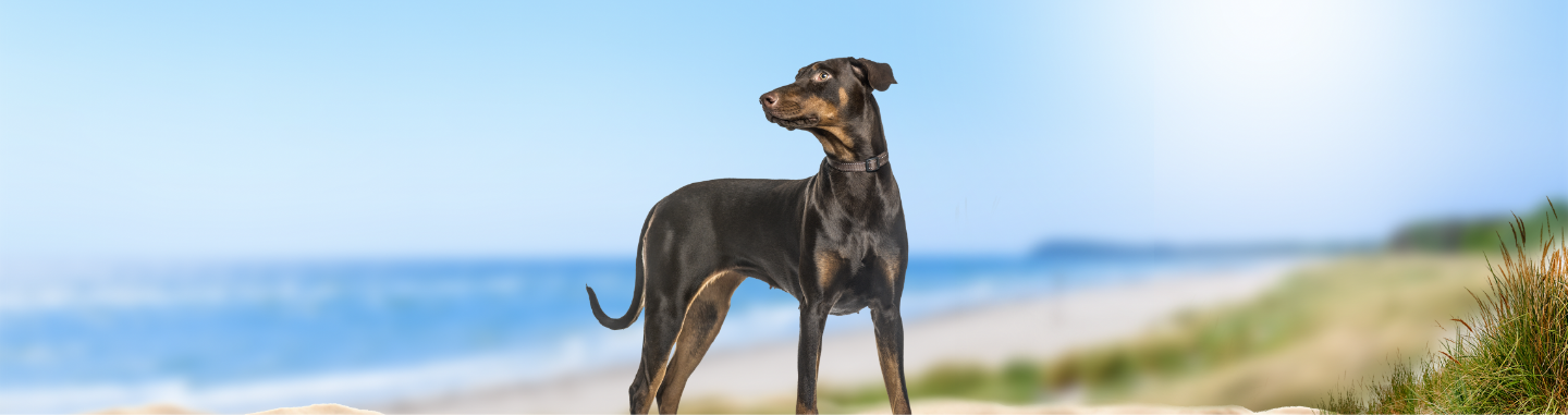 Dog looking out at a beach