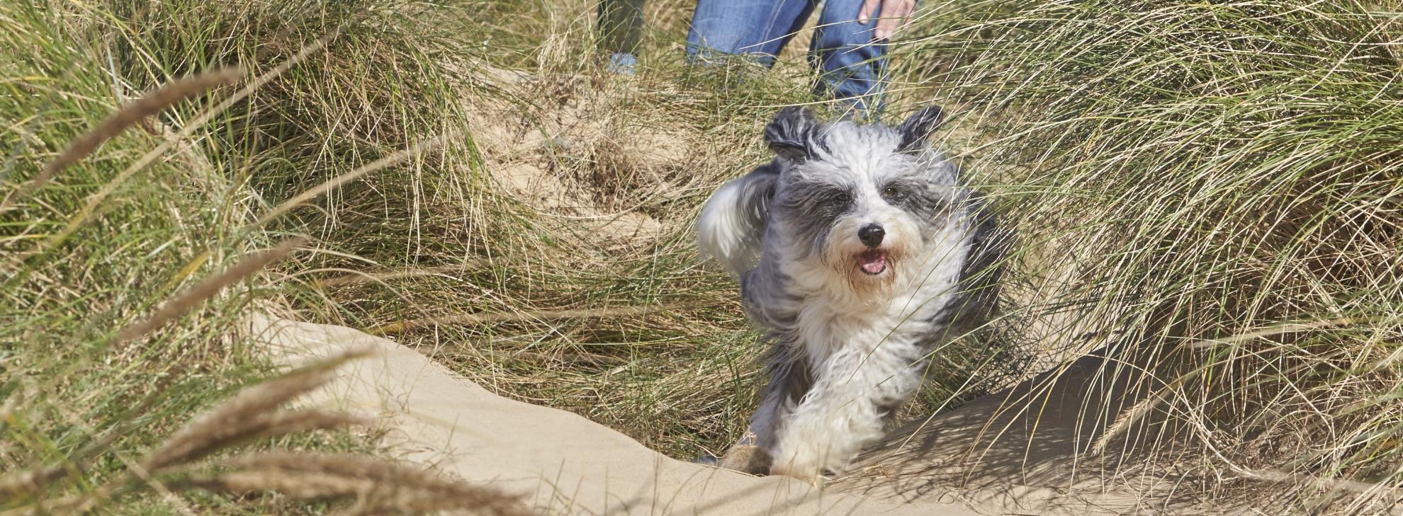 dog running through grass