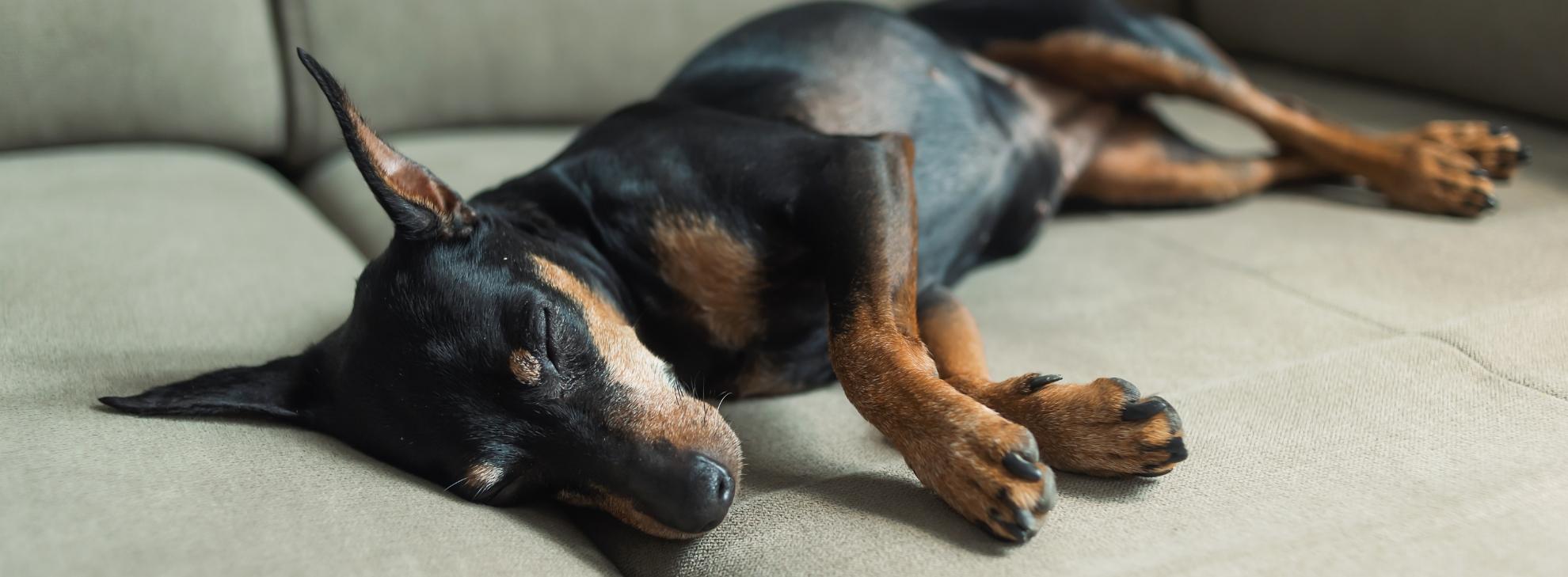 Dog sleeping on a sofa