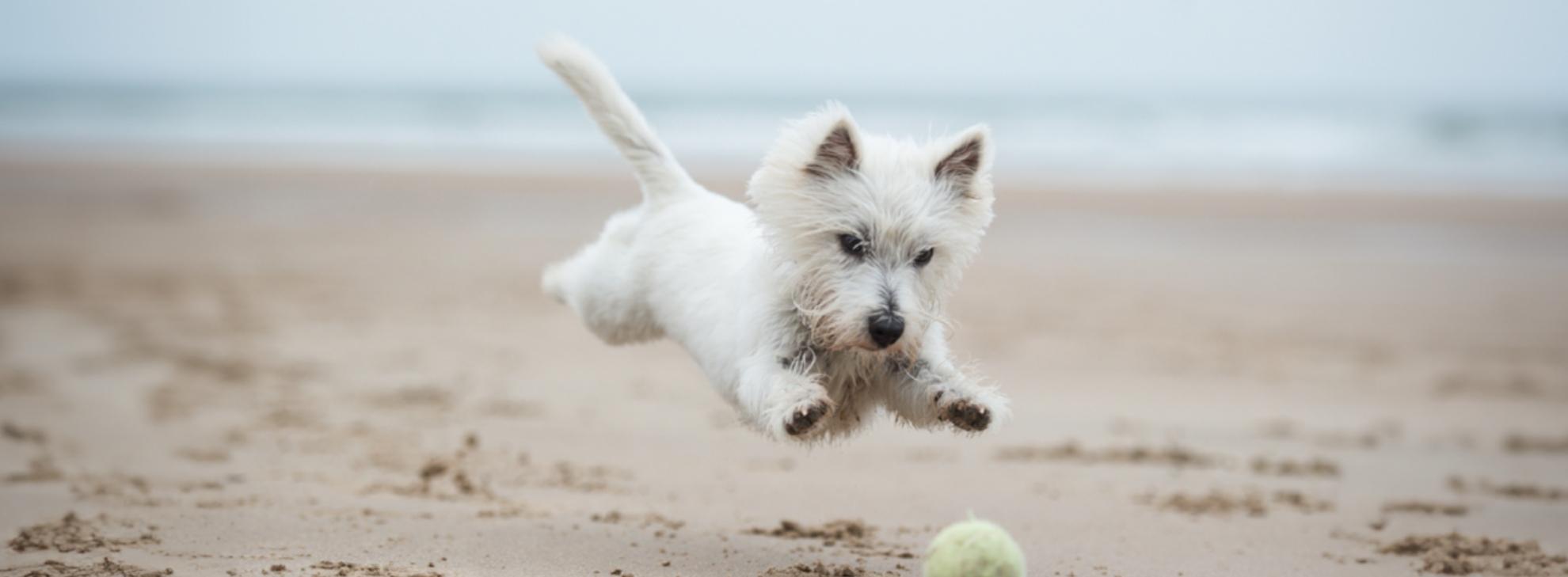 small dog chasing a tennis ball on the beach