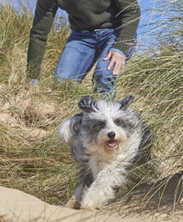 dog running through grass