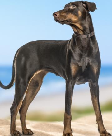 large dog standing on a beach