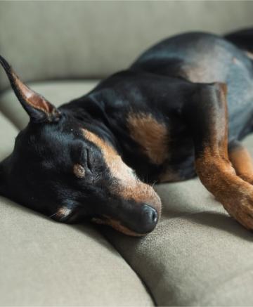 Dog sleeping on a sofa