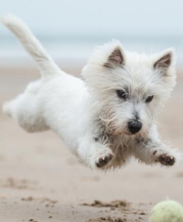 small dog chasing a tennis ball on the beach