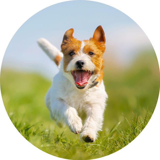 Dog leaping through a grass field