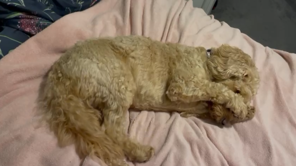 dog lying in dog bed